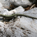 Podarcis muralis albanica - Photo (c) Jonathan M, some rights reserved (CC BY-NC), uploaded by Jonathan M