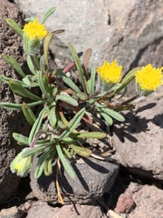 Raillardella scaposa
