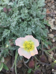 Papaver alboroseum