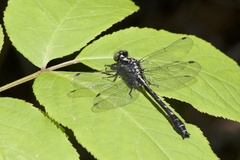 Hylogomphus adelphus