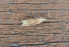 Eucosma ochrocephala