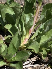 Solidago simplex nana