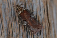 Agonopterix lythrella
