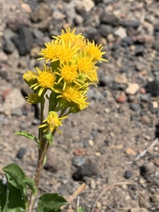 Solidago simplex nana