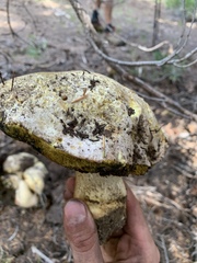 Butyriboletus abieticola