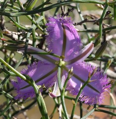 Thysanotus manglesianus