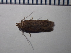 Bryotropha senectella