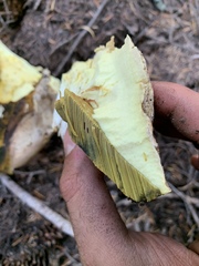 Butyriboletus abieticola