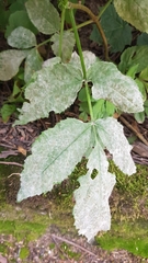 Erysiphe vanbruntiana