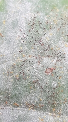 Erysiphe vanbruntiana