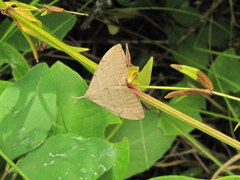 Phalaenostola metonalis