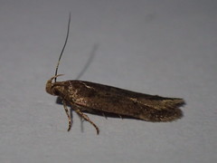 Bryotropha senectella