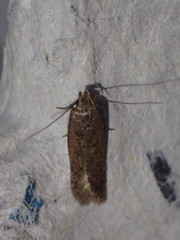 Bryotropha senectella