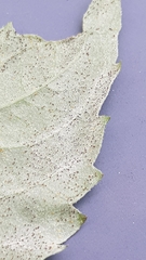 Erysiphe vanbruntiana