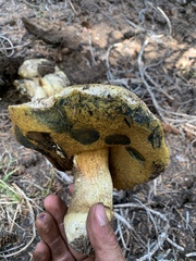 Butyriboletus abieticola
