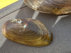 Anodonta kennerlyi