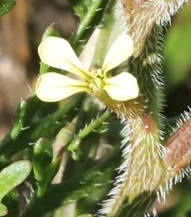 Carrichtera annua