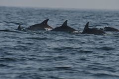 Delphinidae