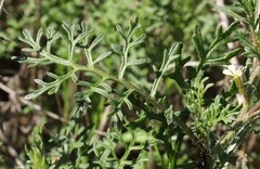 Carrichtera annua