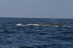 Balaenoptera musculus