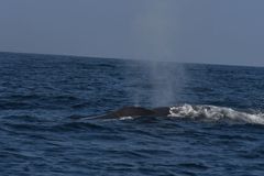 Balaenoptera musculus