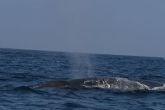 Balaenoptera musculus