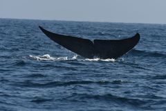 Balaenoptera musculus