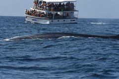 Balaenoptera musculus
