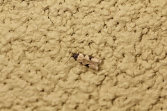 Taygete decemmaculella