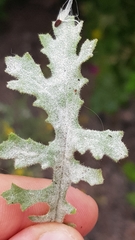 Golovinomyces fischeri