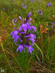 Lobelia sessilifolia