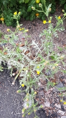 Golovinomyces fischeri