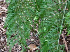 Asplenium × lucrosum