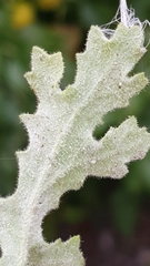 Golovinomyces fischeri