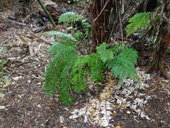 Asplenium × lucrosum