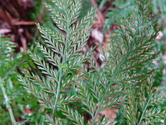 Asplenium × lucrosum