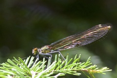 Calopteryx amata