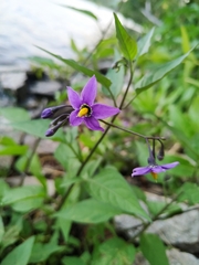 Solanum dulcamara