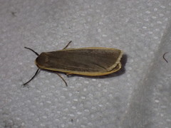 Eilema depressa