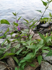 Solanum dulcamara