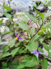 Solanum dulcamara