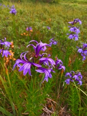 Lobelia sessilifolia