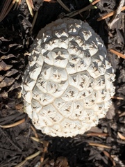 Calvatia sculpta