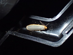 Eilema depressa