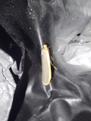 Eilema depressa