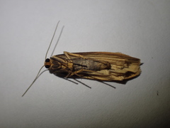 Eilema depressa