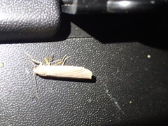 Eilema depressa