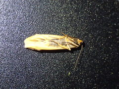 Eilema depressa