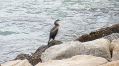 Gulosus aristotelis desmarestii