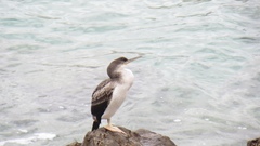 Gulosus aristotelis desmarestii